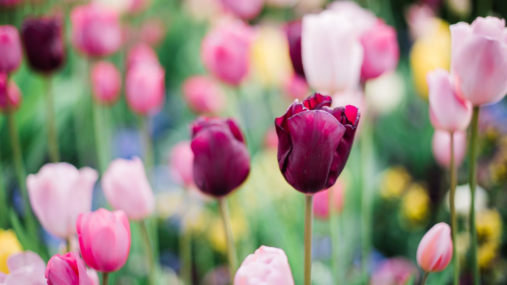 Spring Adore Embrace the Beauty of Spring and Fall in Love with Niagara-on-the-Lake ...